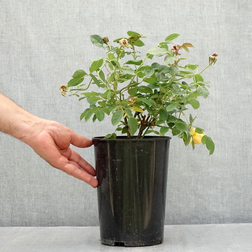 Example of Rosa Bring Me Sunshine Vaso da 4L/5L as you get in ete