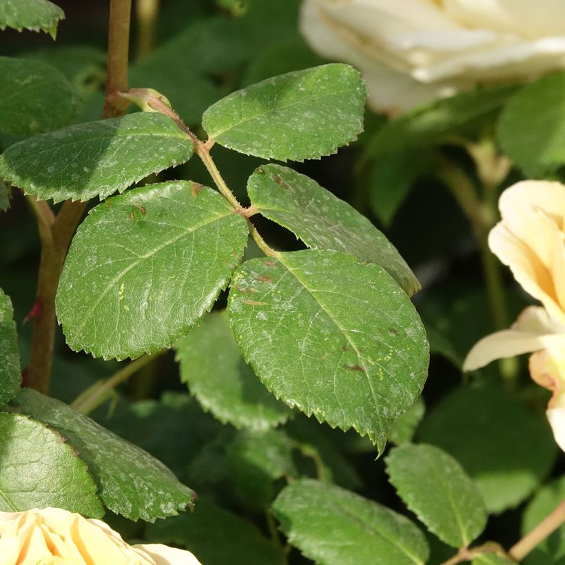 Rosa Charles Darwin (Fogliame)