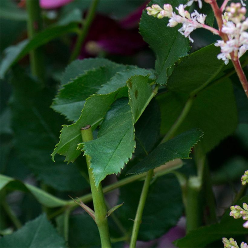 Rosa ad alberello David Austin Darcey Bussel (Fogliame)