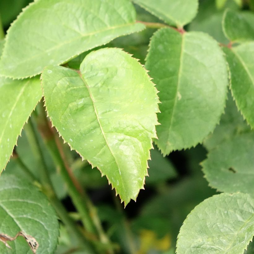 Rosa Elizabeth Ausmajesté (Fogliame)