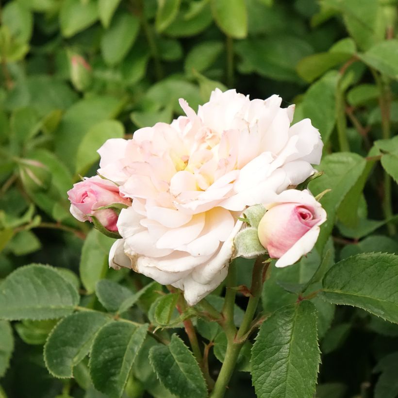 Rosa Elizabeth Ausmajesté (Fioritura)