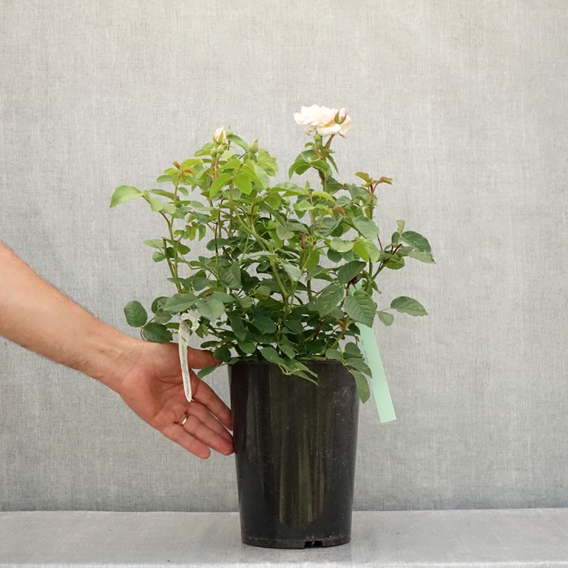 Esemplare di Rosa Elizabeth Ausmajesté Vaso da 4L/5L consegnato in estate