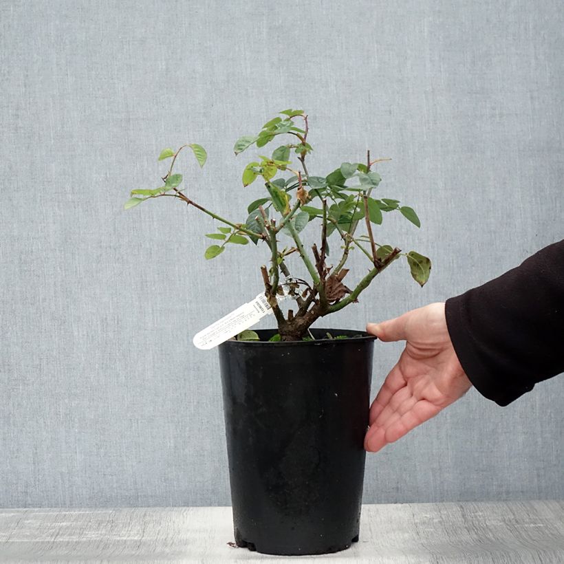 Esemplare di Rosier David Austin Gentle Hermione Pot de 4L/5L come consegnato in autunno