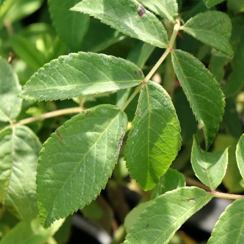 Rosa Gentle Hermione (Fogliame)
