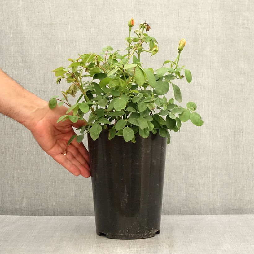 Example of Rosa Grace Vaso da 4L/5L as you get in ete