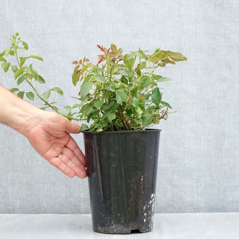 Esemplare di Rosa Harlow Carr Vaso da 4L/5L consegnato in estate