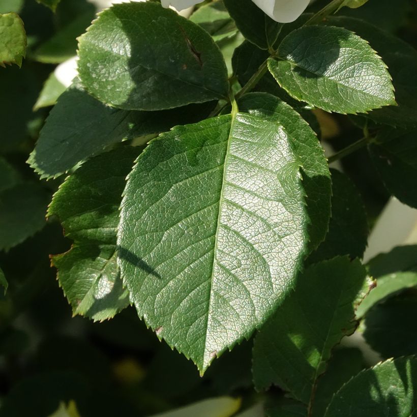 Rosa Imogen (Fogliame)