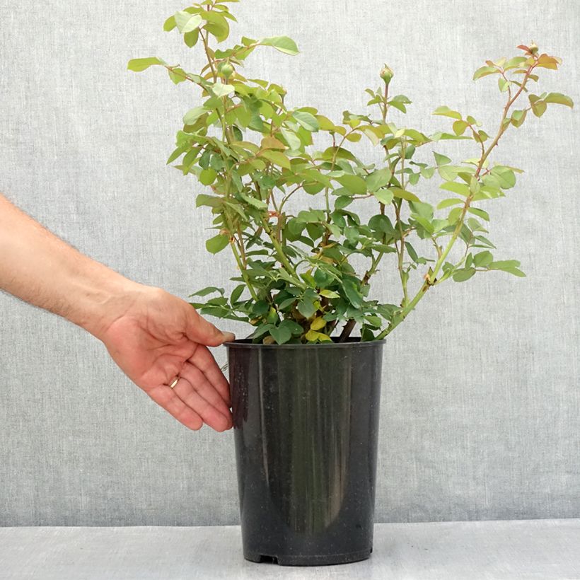 Esemplare di Rosa James Galway Vaso da 4L/5L consegnato in estate