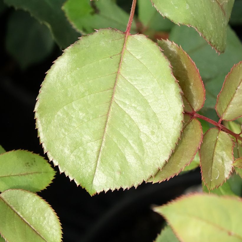 Rosa James Galway (Fogliame)