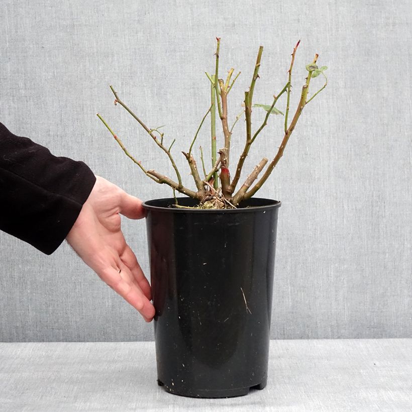 Rosier David Austin Lady Of Shalott  Pot de 4L/5L esemplare consegnato in inverno