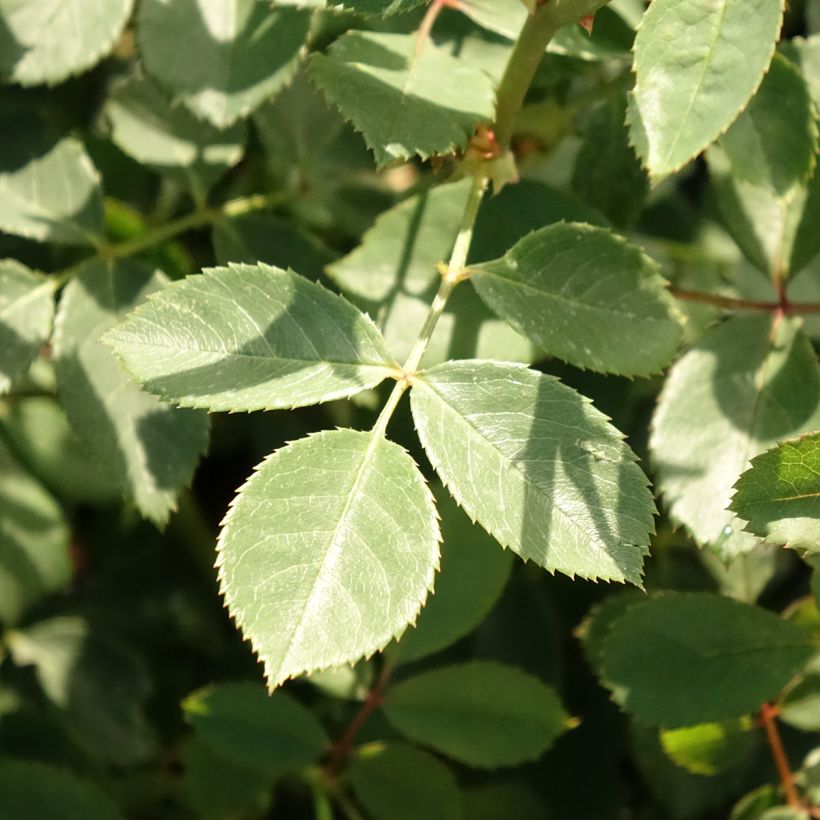 Rosa Lady Of Shalott (Fogliame)