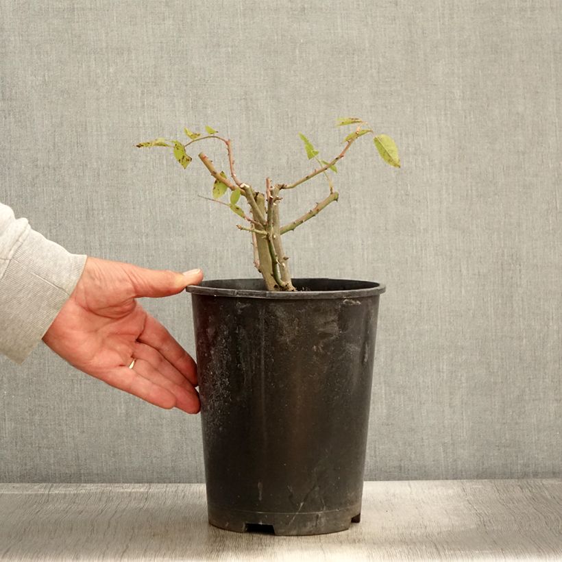 Esemplare di Rosier David Austin Mary Rose Pot de 4L/5L come consegnato in autunno