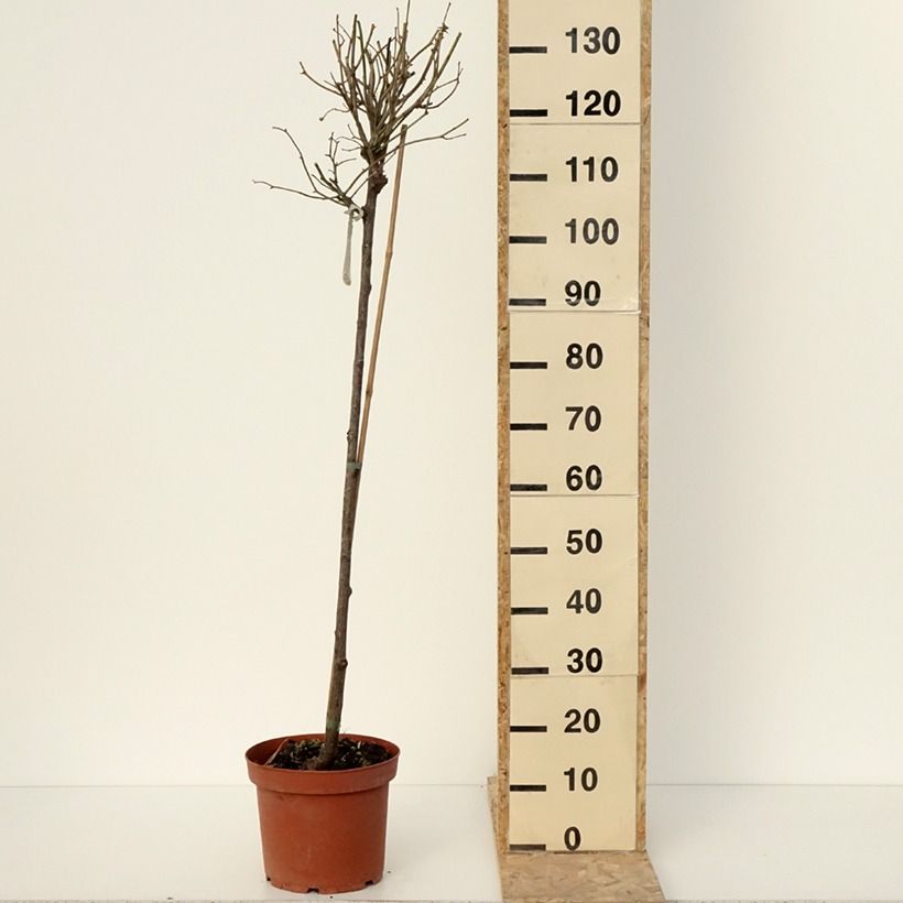 Example of Rosa Port Sunlight Vaso da 7,5L/10L, Vaso impalcato as you get in hiver