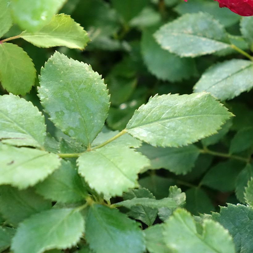 Rosa Sir John Betjeman (Fogliame)