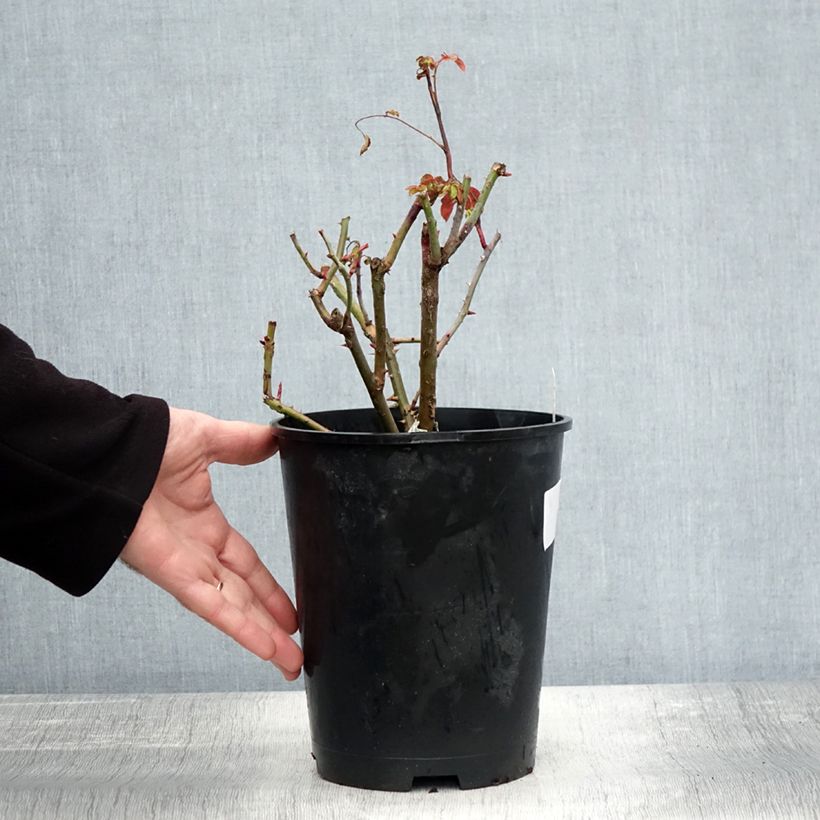 Esemplare di Rosier David Austin Strawberry Hill Pot de 4L/5L come consegnato in autunno