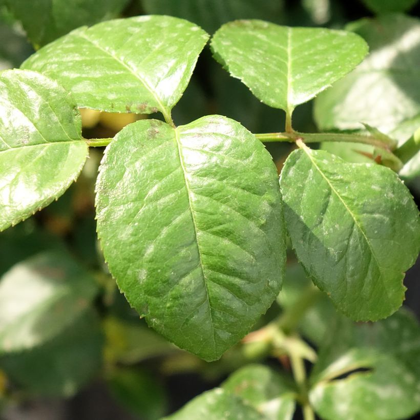 Rosa Strawberry Hill (Fogliame)