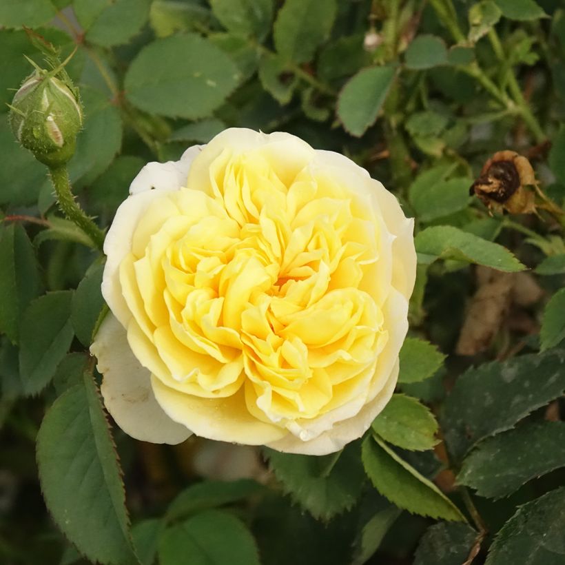 Rosa The Country Parson (Flowering)