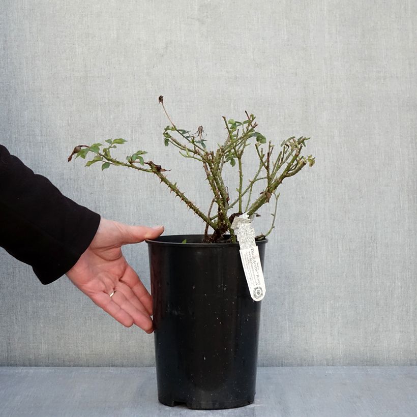 Example of Rosa The Country Parson Vaso da 4L/5L as you get in hiver