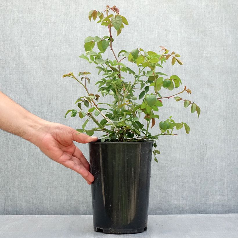 Esemplare di Rosa The Lady of the Lake Vaso da 4L/5L consegnato in estate