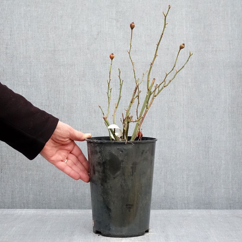 Rosa The Lark Ascending Vaso da 4L/5L esemplare consegnato in inverno