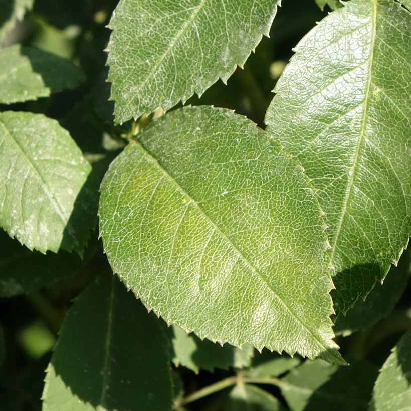 Rosa Wisley 2008 (Fogliame)