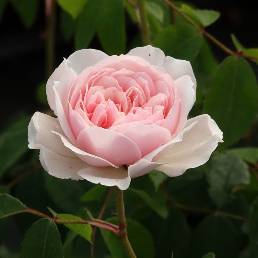 Rosa Wisley 2008 (Fioritura)