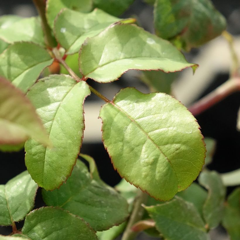 Rosa Young Lycidas (Fogliame)