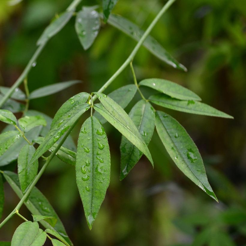 Rosa banksiae var. banksiae Alba Plena - Rosa di Lady Banks (Fogliame)