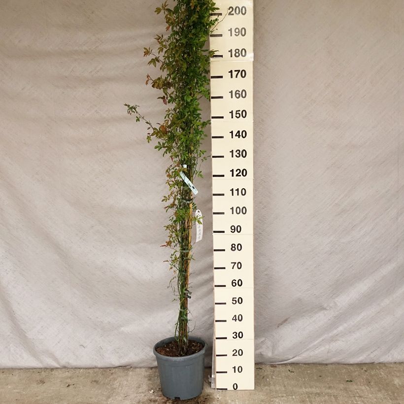 Rosa banksiae var. banksiae Alba Plena - Rosa di Lady Banks Vaso da 6L/7L esemplare consegnato in primavera