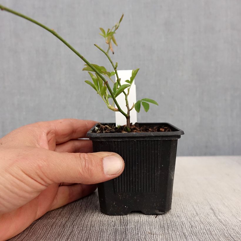 Example of Rosa banksiae Lutea - Rosa di Lady Banks Vasetto da 8/9 cm as you get in printemps