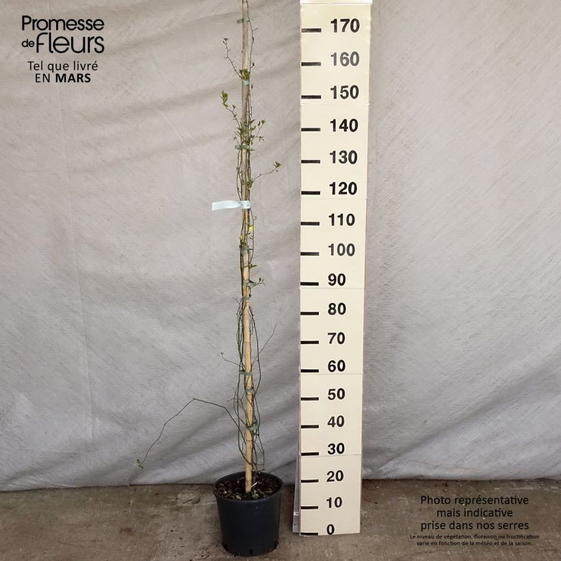 Example of Rosa banksiae Lutea - Rosa di Lady Banks Vaso da 7,5L/10L as you get in printemps