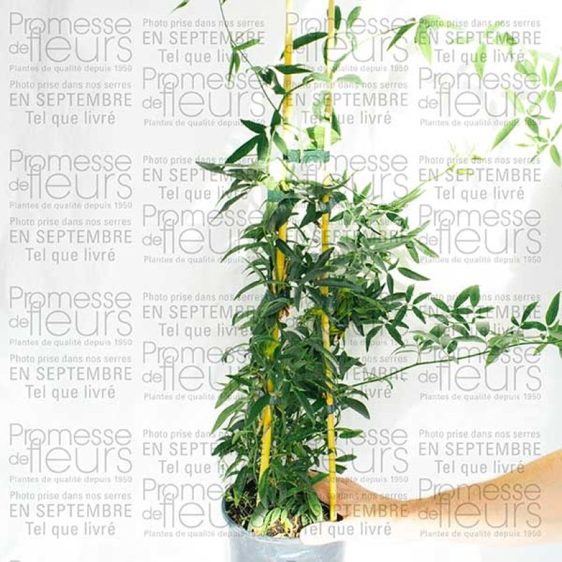 Esempio di esemplare Rosier de Banks Lutea - Rosa banksiae Pot de 7,5L/10L come consegnato