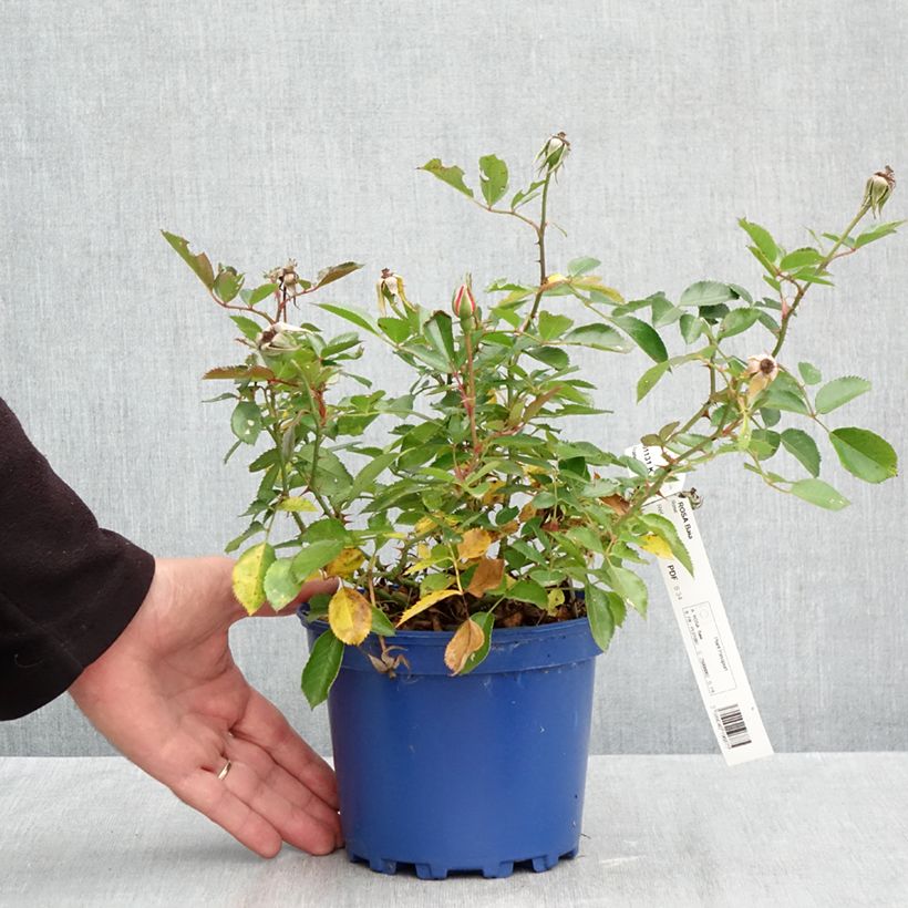 Esemplare di Rosa tappezzante Baia Vaso da 2L/3L come consegnato in autunno