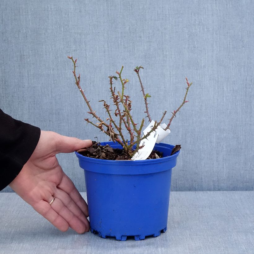 Rosier Decorosier Baia Pot de 2L/3L esemplare consegnato in inverno