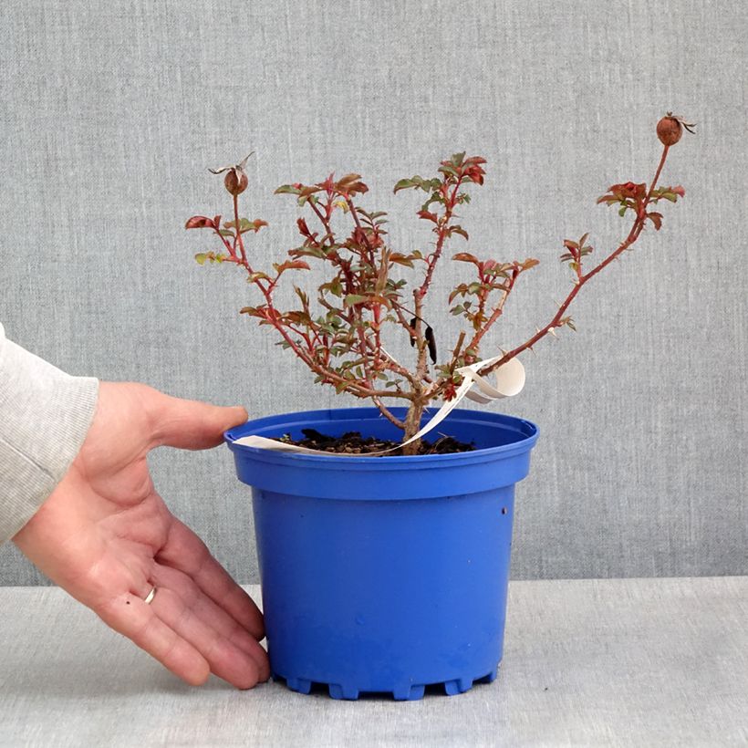 Example of Rosa tappezzante Baia Vaso da 2L/3L as you get in printemps