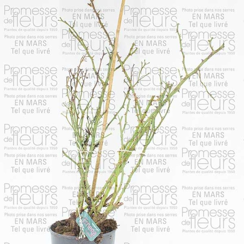 Esempio di esemplare Rosier Décorosiers EMERA grimpant Pot de 4L/5L come consegnato