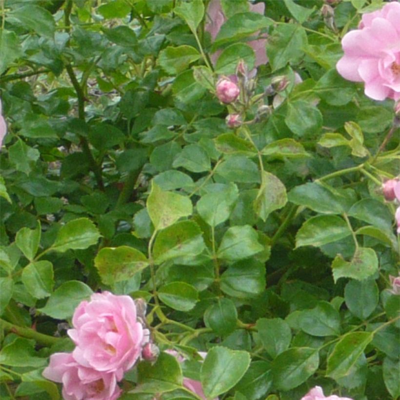 Rosa tappezzante Sommermelodie (NOAmel) (Foliage)