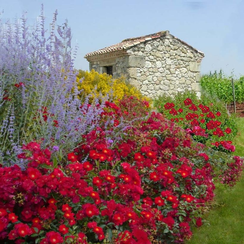 Rosa tappezzante Alcantara (NOAre) (Porto)