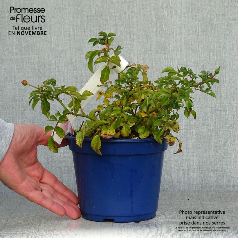 Esemplare di Rosa tappezzante Heidetraum (NOAtraum) Vaso da 2L/3L come consegnato in autunno