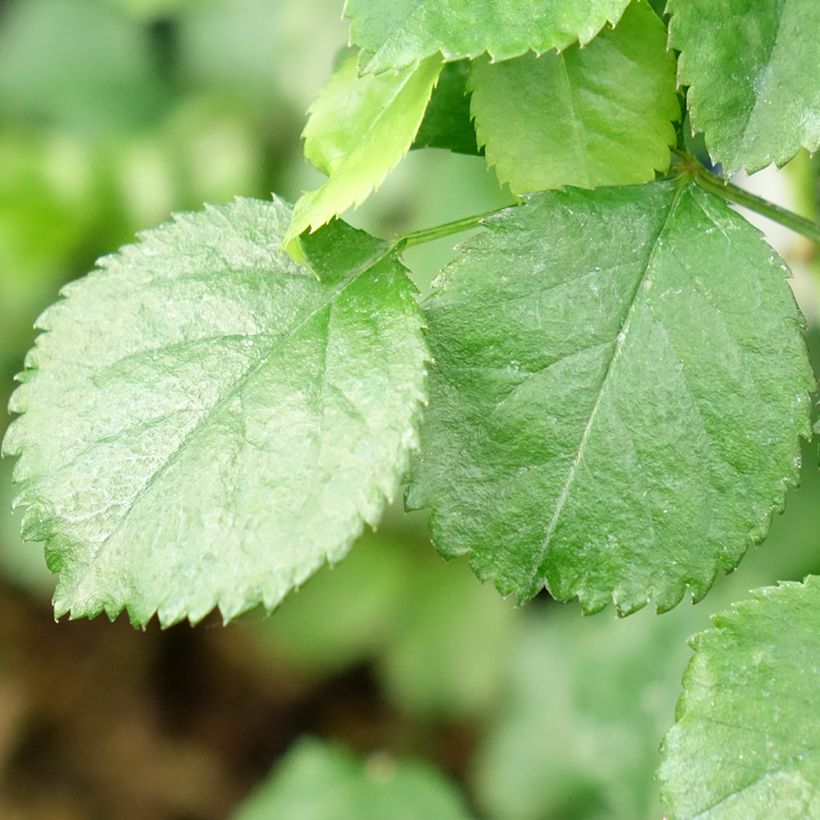 Rosa tappezzante Heidetraum (NOAtraum) (Fogliame)