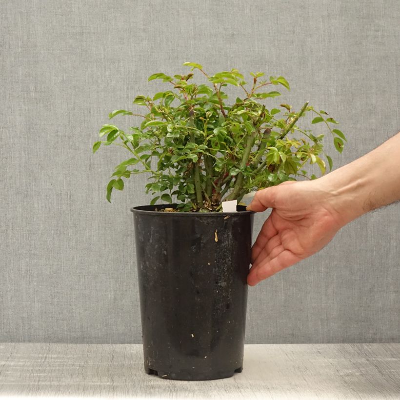 Rosa Heidetraum Plus Rampicante Vaso da 4L/5L esemplare consegnato in primavera