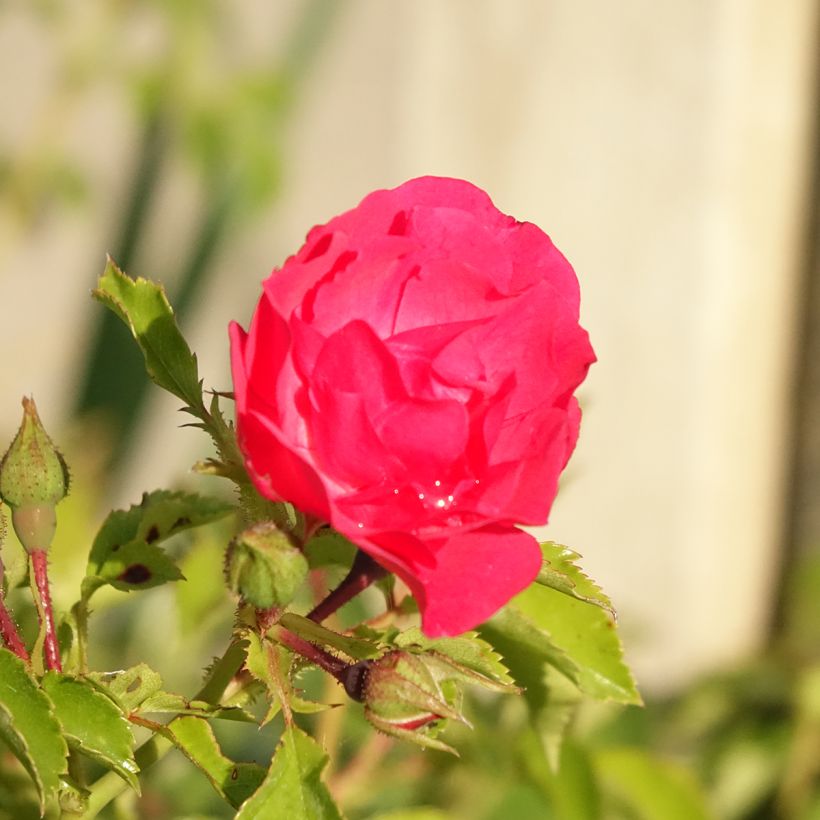 Rosa tappezzante Heidetraum (NOAtraum) (Fioritura)