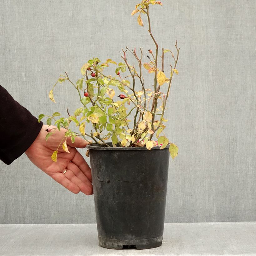 Esemplare di Rosa tappezzante Heidetraum (NOAtraum) Vaso da 4L/5L come consegnato in autunno