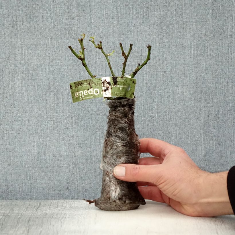 Rosa tappezzante White Flower Carpet (NOAschnee) Zolla a radice nuda esemplare consegnato in inverno