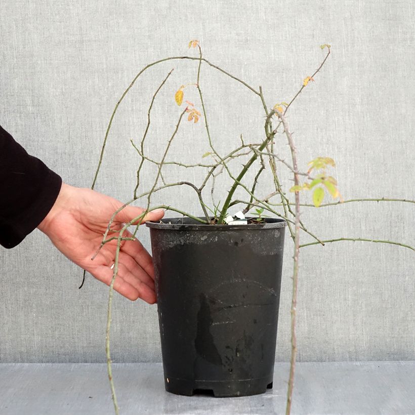 Esemplare di Rosa arvensis - Rosa cavallina Vaso da 2L/3L come consegnato in autunno