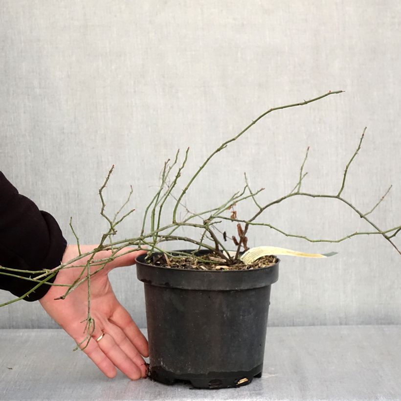 Example of Rosa arvensis - Rosa cavallina Vaso da 2L/3L as you get in hiver