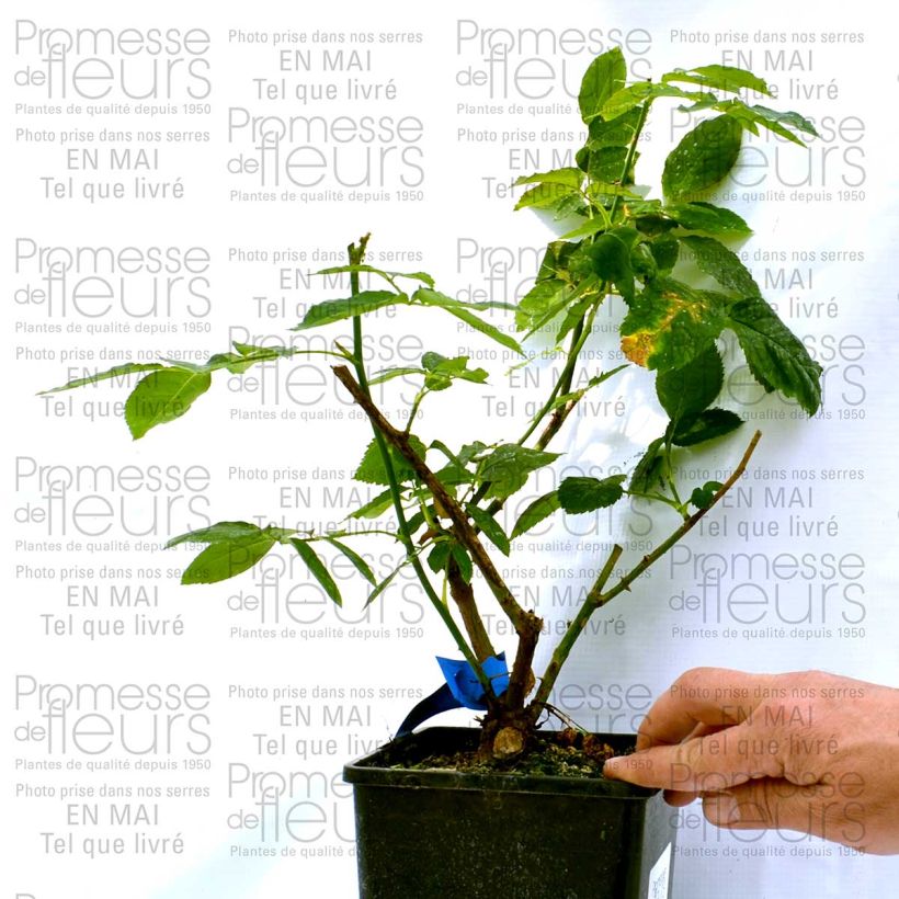 Esempio di esemplare Rosa Generosa Dino de Laurentiis Vaso da 4L/5L come consegnato