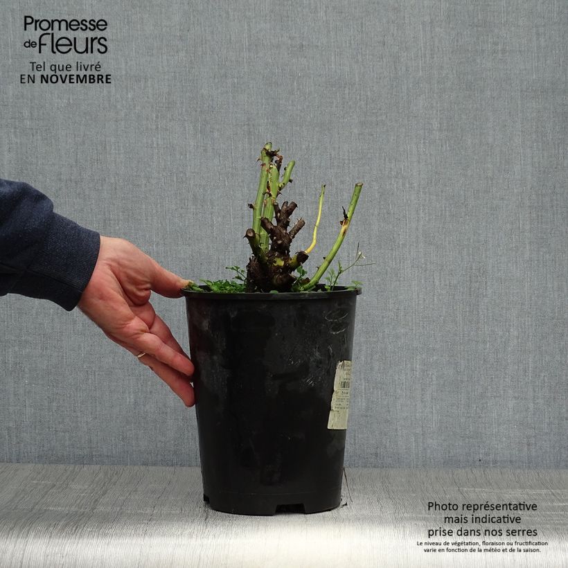 Esemplare di Rosier Dominica Intercomdoor - Buisson à grande fleurs Pot de 4L/5L come consegnato in autunno