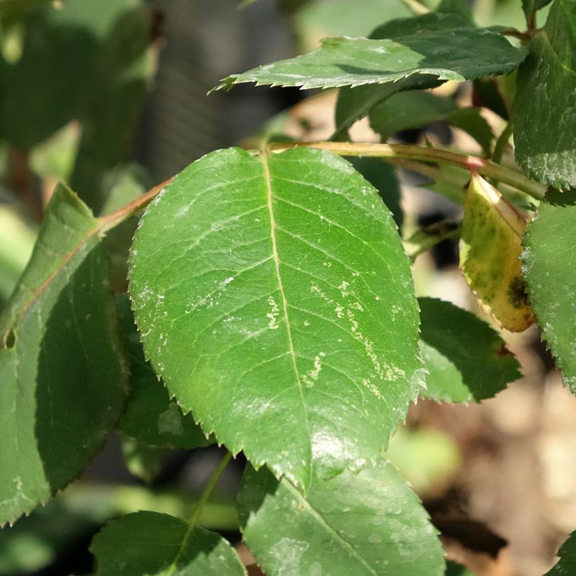 Rosa Dominica Intercomdoor (Foliage)