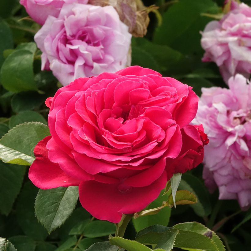 Rosa Dominica Intercomdoor (Fioritura)